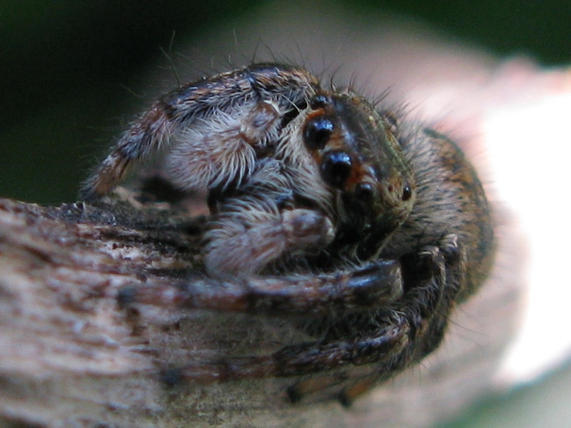 Carrhotus xanthogramma